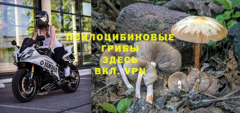 Галлюциногенные грибы Psilocybe  купить наркотики цена  Буинск 